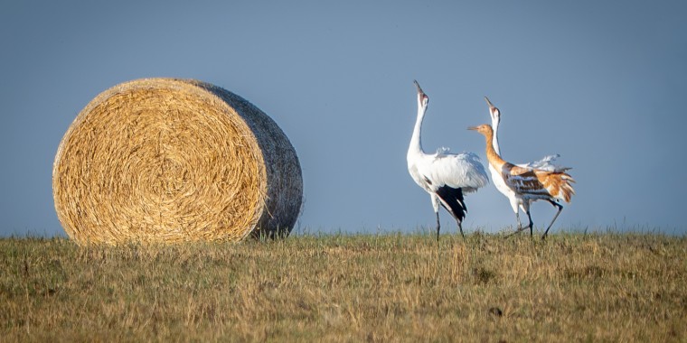 Saskatchewan Cranes & Geese Trip Report (Sep 30 - Oct 5, 2025)