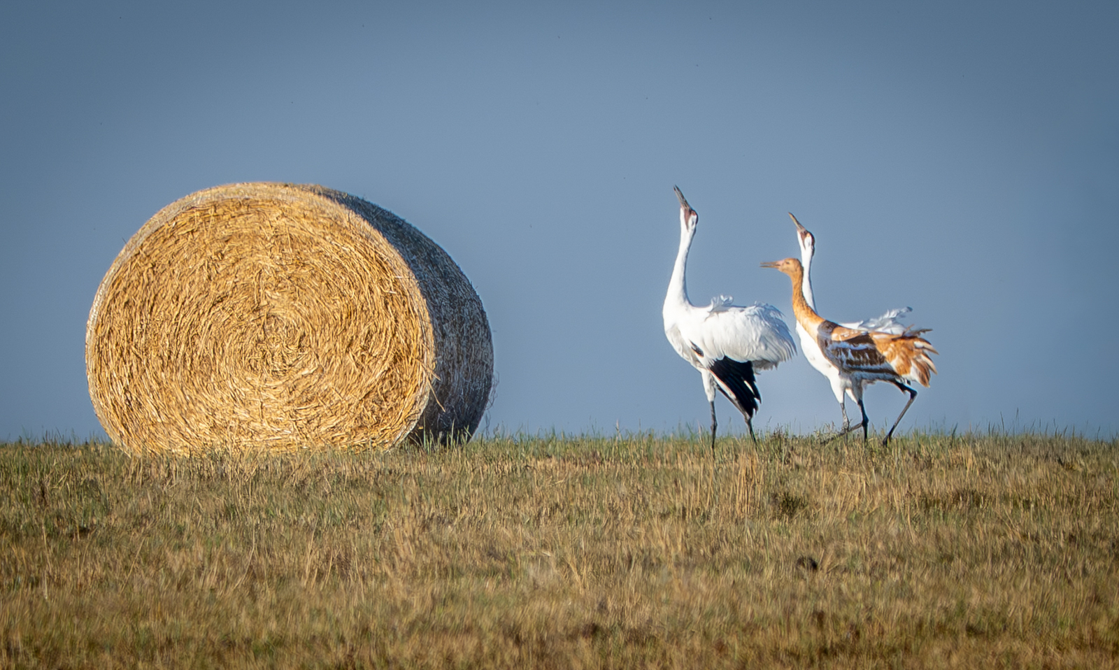 Whooping Cranes in field