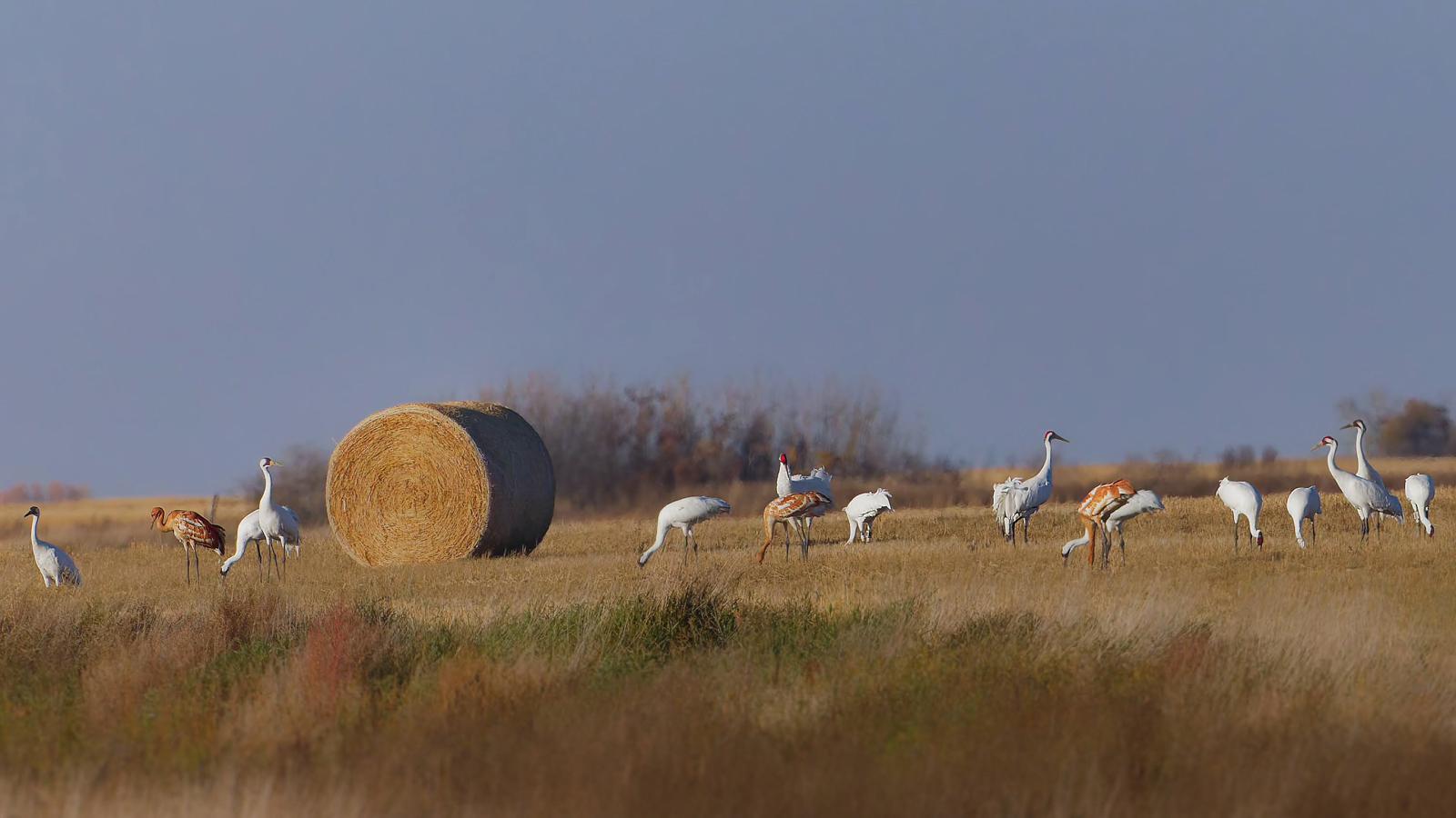 Whooping Cranes in field