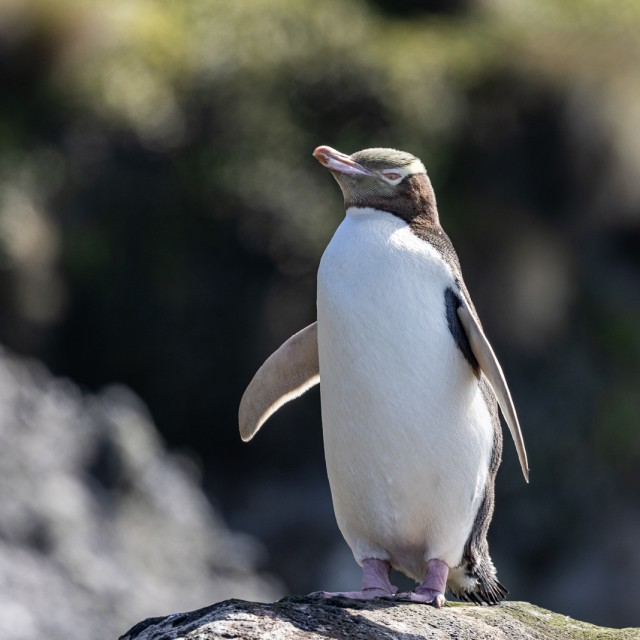 Yellow-eyed Penguin Enderby Island © A.Woods