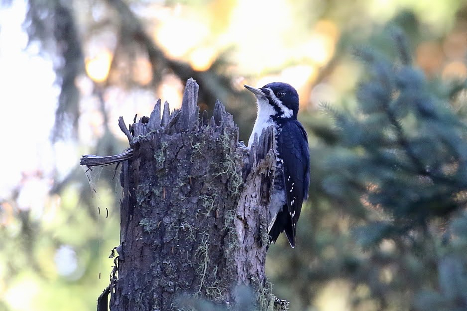 Black-backed Woodpecker