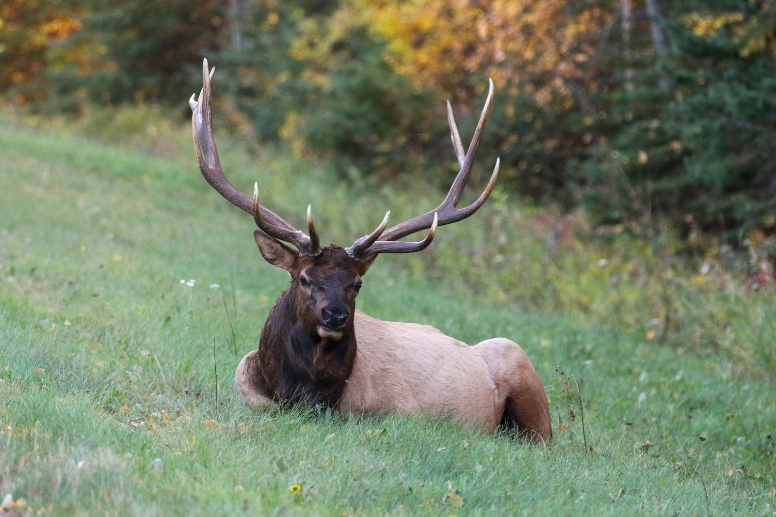 Elk