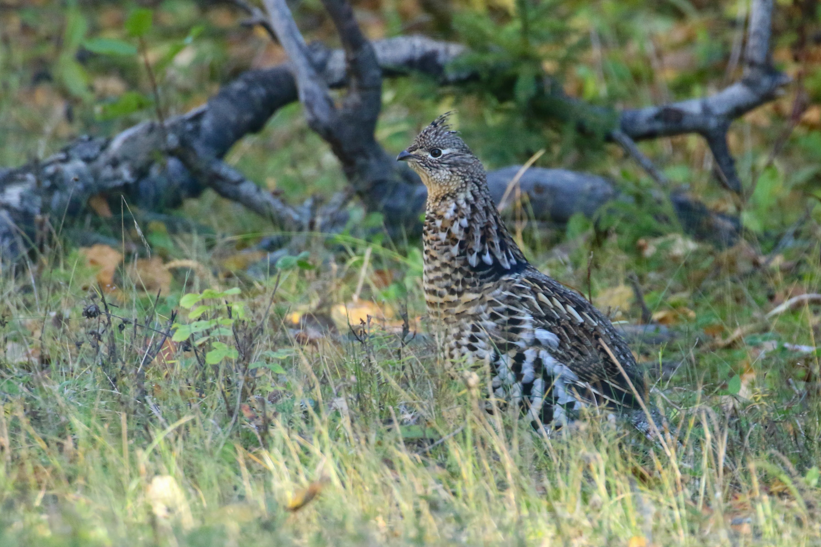 Ruffed Grouse