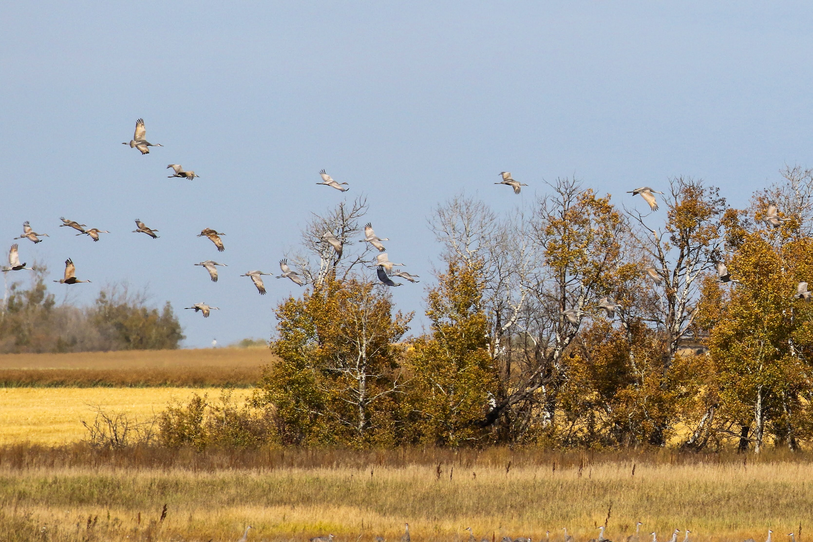 Sandhill Cranes flying