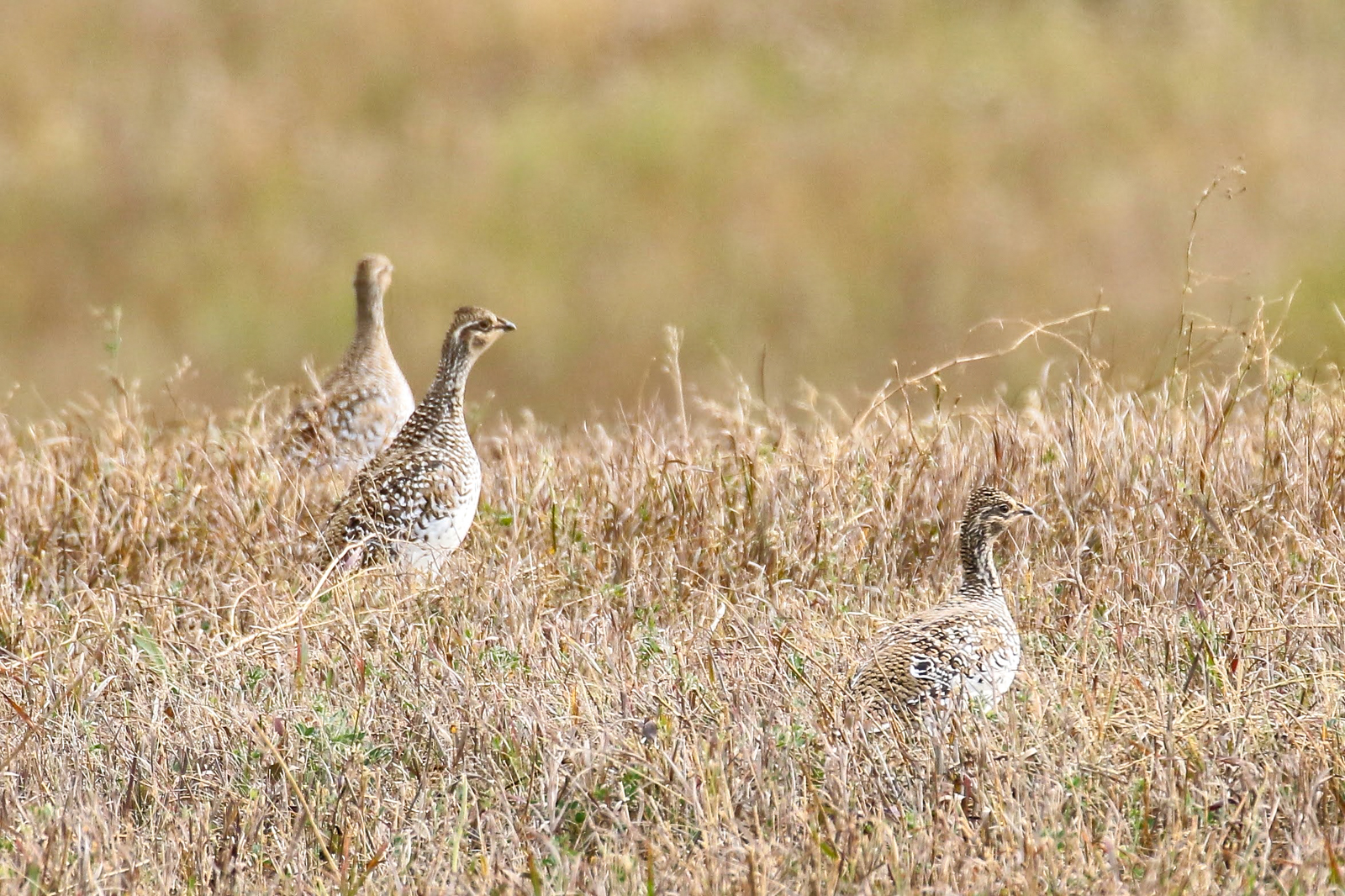 Sharp-tailed Grouse