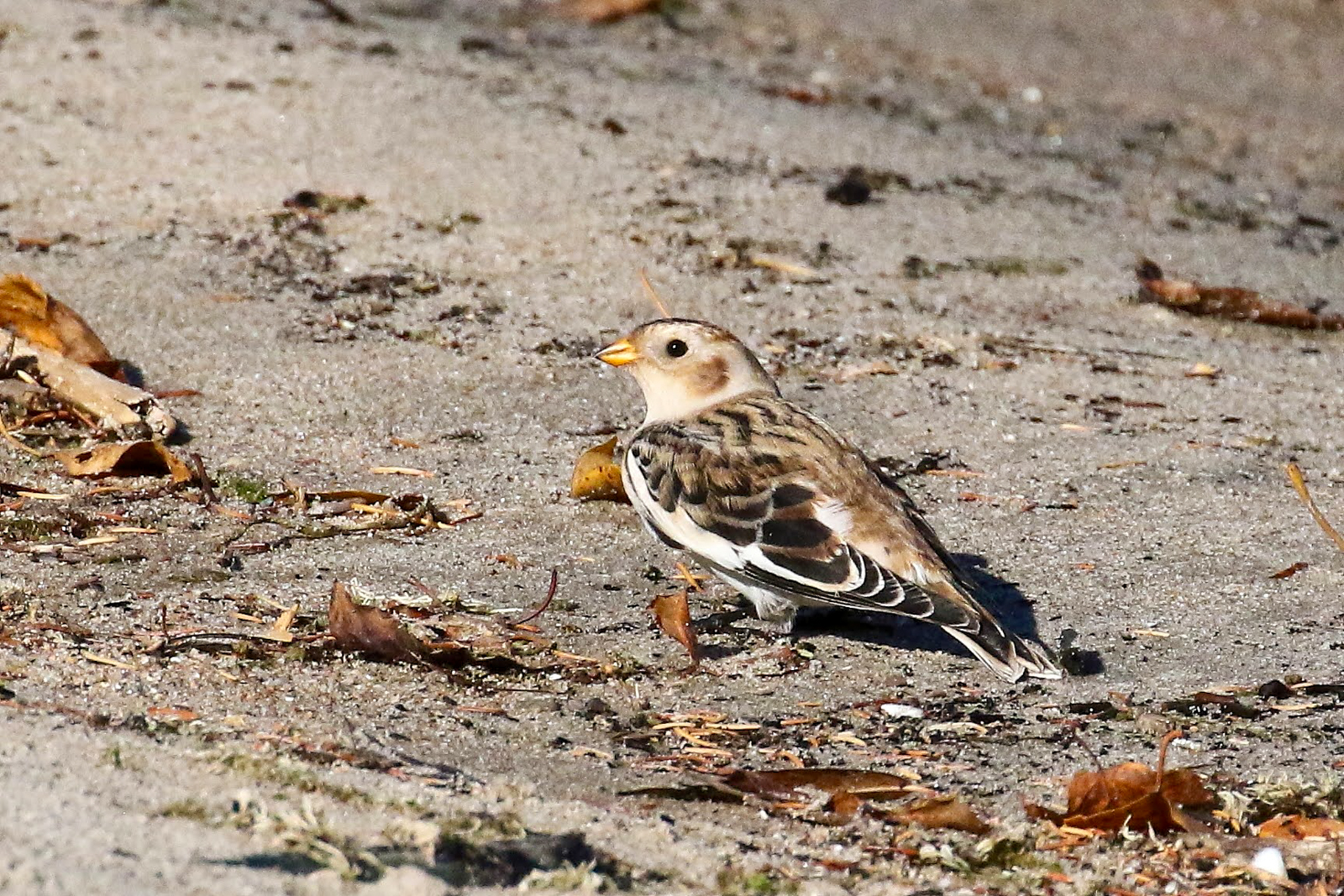 Snow Bunting