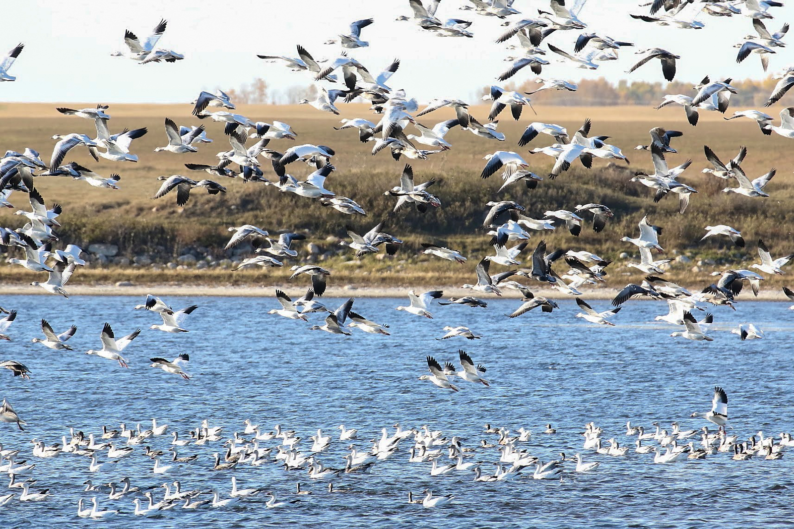 Snow Geese taking flight