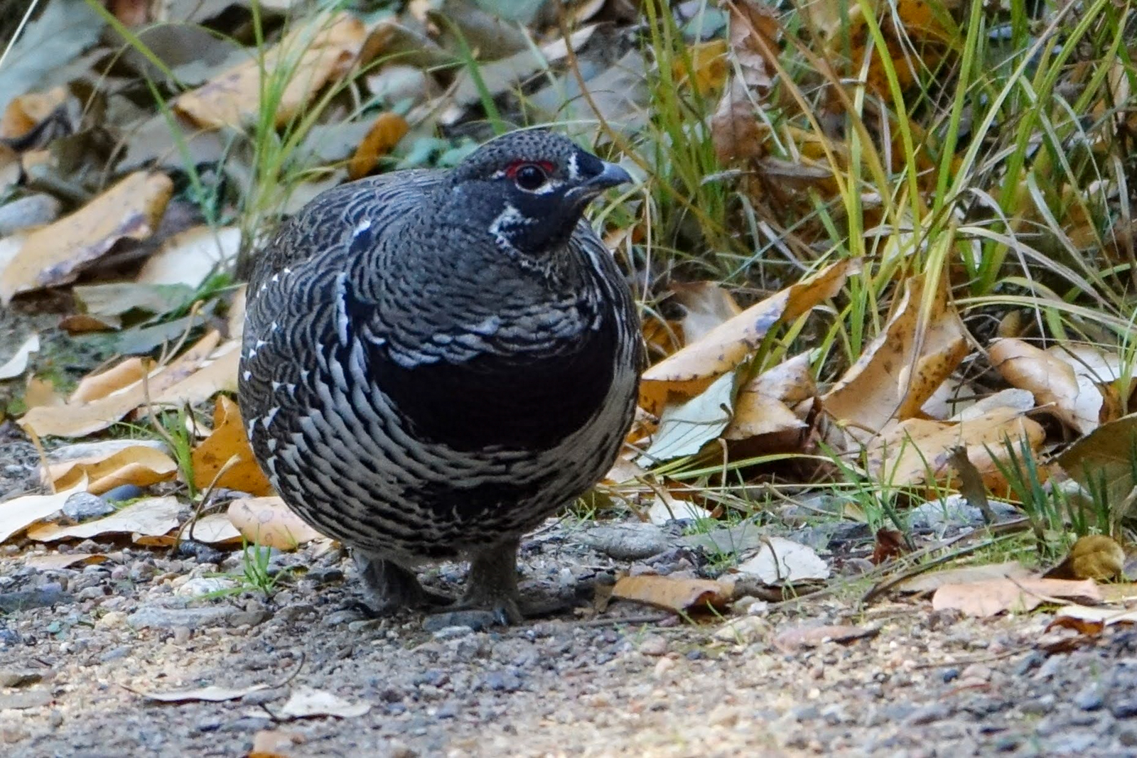 Spruce Grouse male