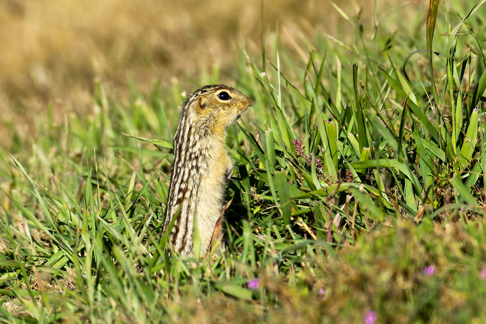 Thirteen-lined Ground Squirrel