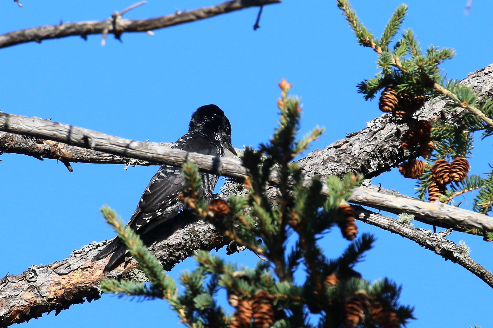 American Three-toed Woodpecker