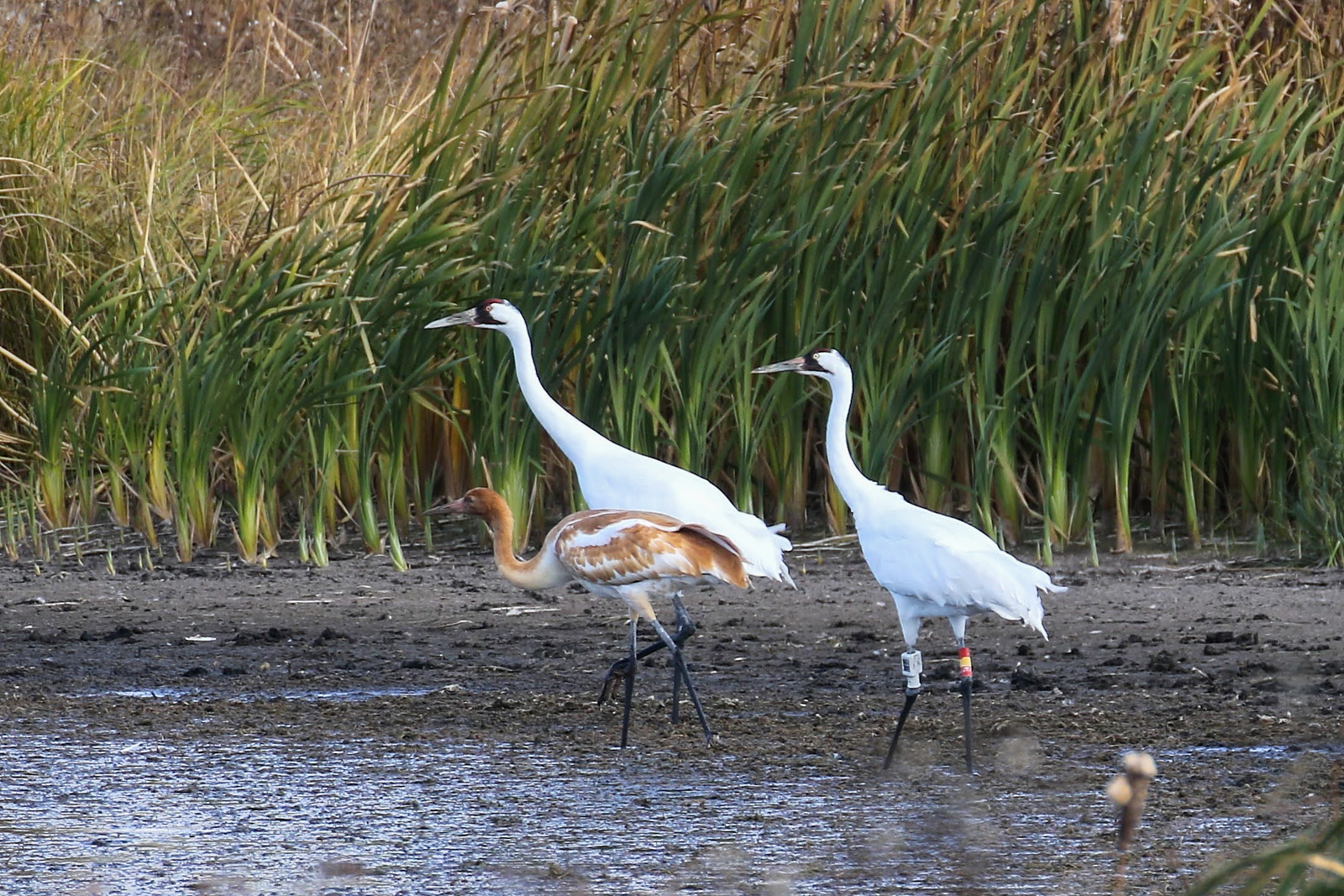 Whooping Crane family