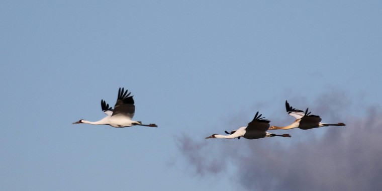 Saskatchewan Whooping Cranes with Canadian Geographic Trip Report (2025)