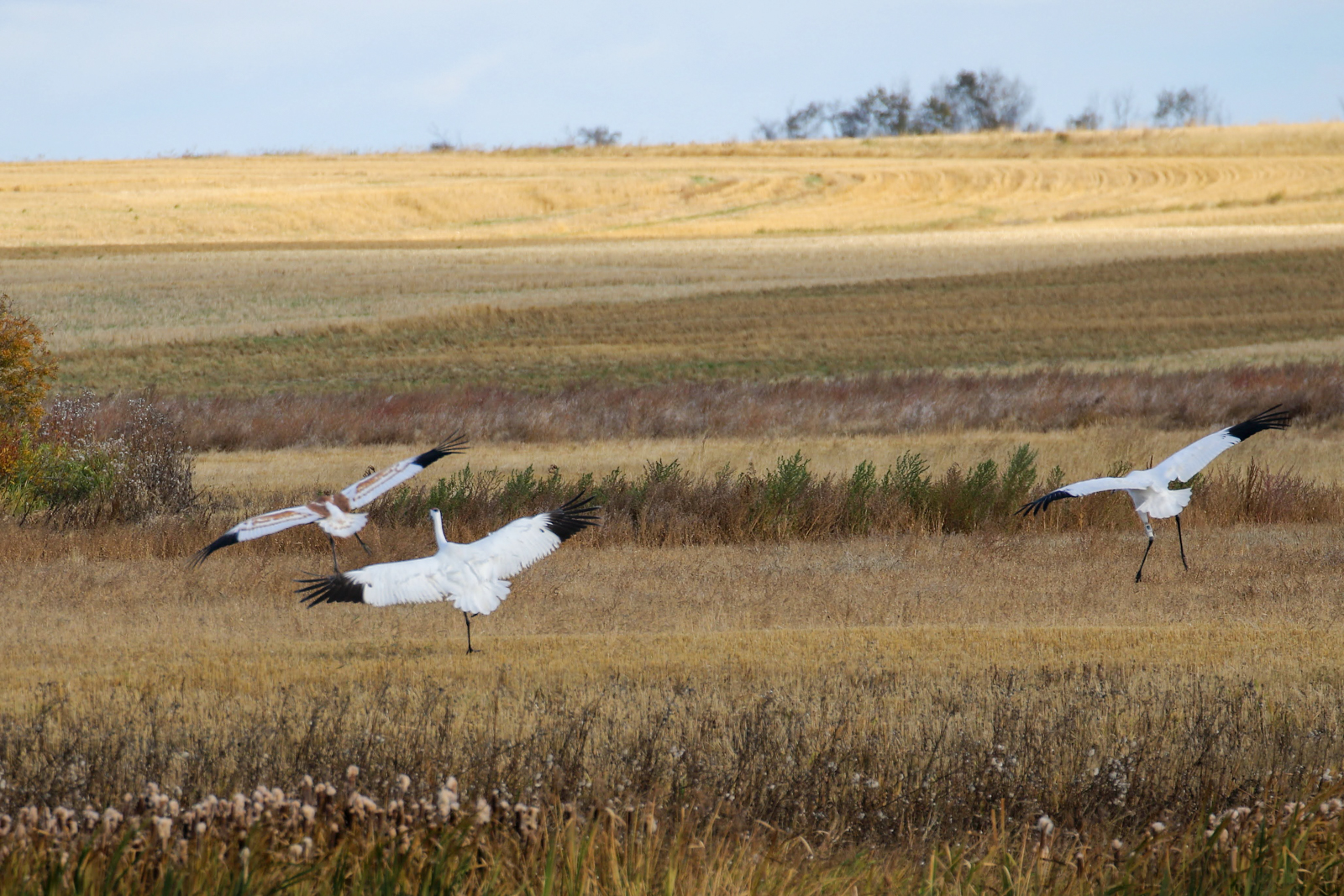 Whooping Cranes landing