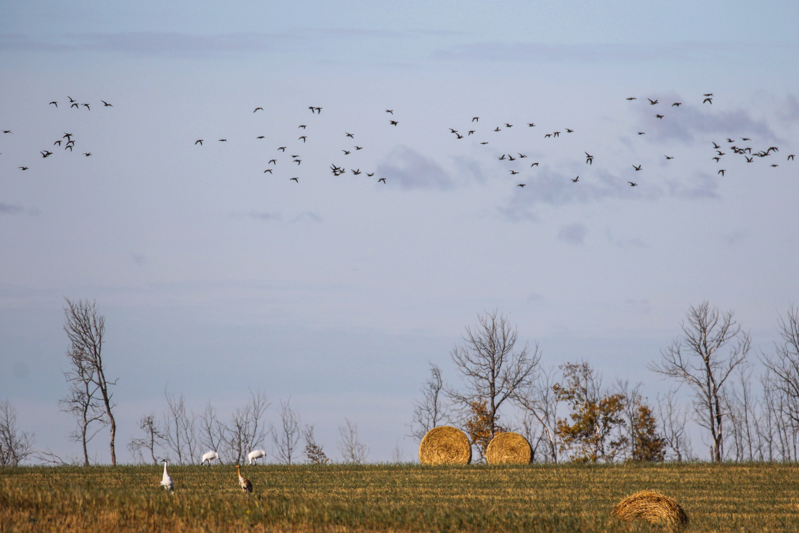 Whooping Cranes in field