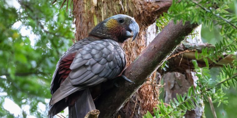 New Zealand Trip Report (Nov 5 - 26, 2025)