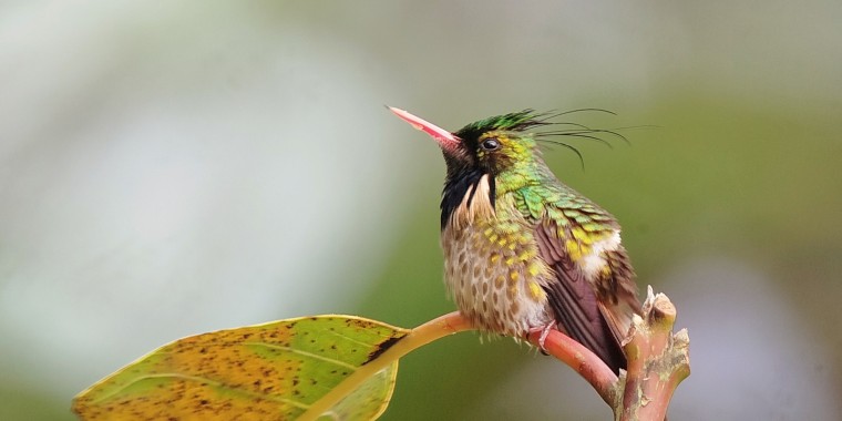 Costa Rica Sampler Trip Report (Jan 18 - 29, 2026)