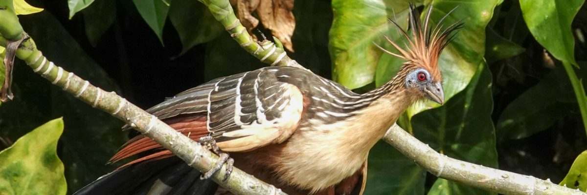 Guyana Trip Report January 2026