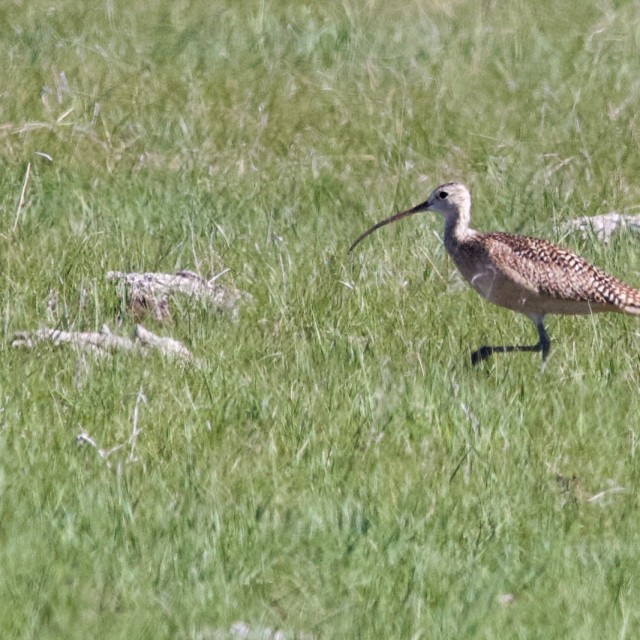 Long-billed Curlew