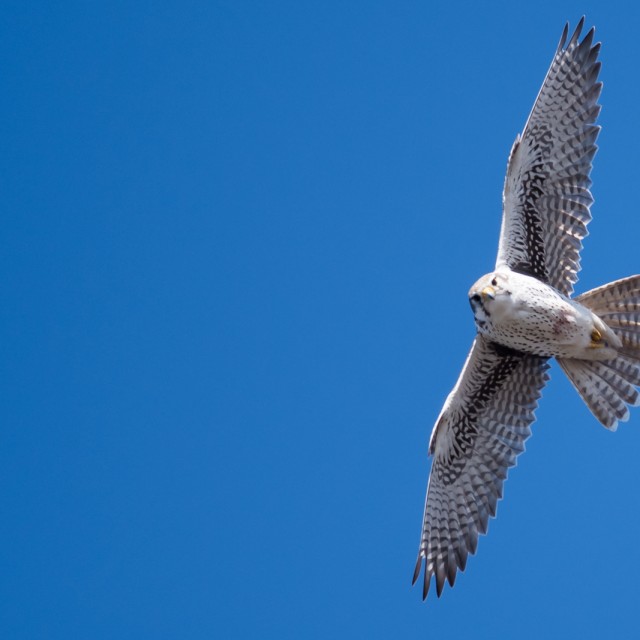 Prairie Falcon