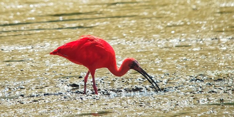 Trinidad & Tobago Trip Report (Dec 5 - 16, 2025)