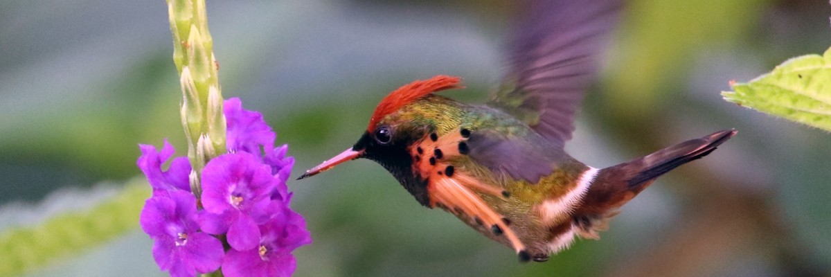 Trinidad & Tobago Trip Report (Nov 29 - Dec 10, 2025)