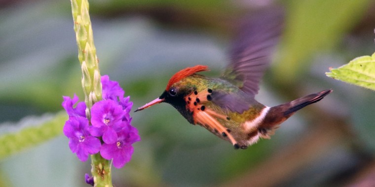 Trinidad & Tobago Trip Report (Nov 29 - Dec 10, 2025)