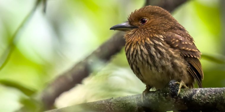 Panama Trip Report (Jan 8 - 17, 2026)