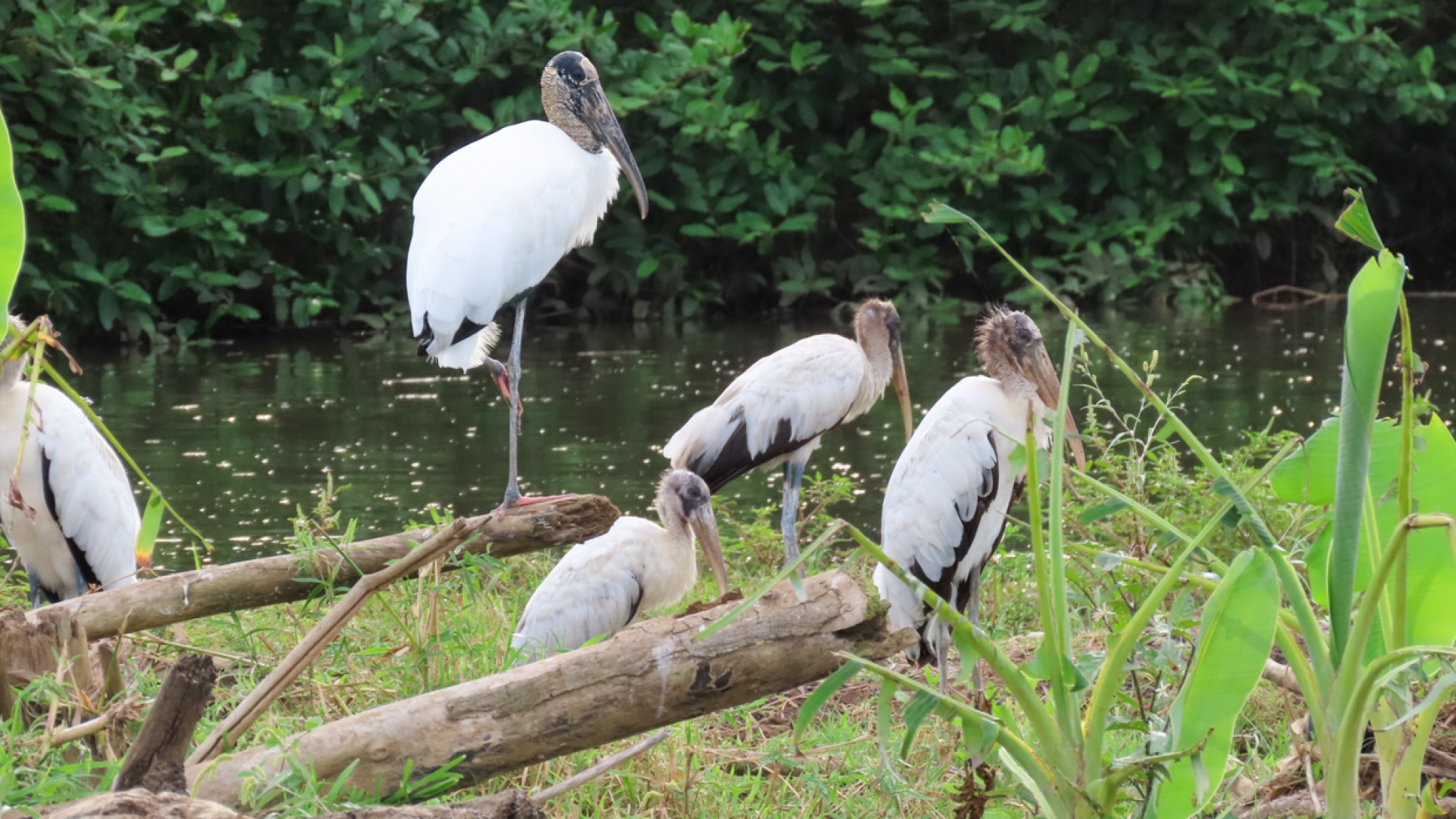 Stork Rica Costa Rica Sampler Trip Report (Jan 18 - 29, 2026) - Eagle-Eye Tours