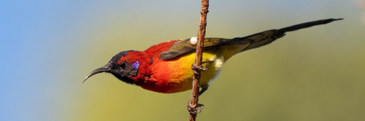 Thailand Trip Report  (January 2026)